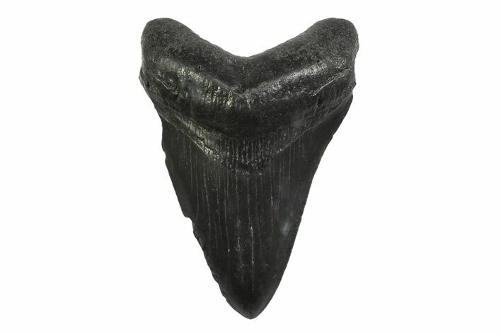 Serrated, Fossil Megalodon Tooth - South Carolina #356847